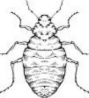 bedbug (2)